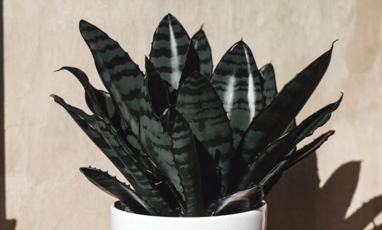 Black Dragon Plant: Transform Your Space Instantly With the Stunning Black Dragon Plant