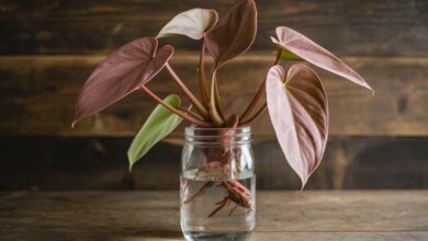 From Cutting to Queen: How I Grew My Strawberry Shake Philodendron