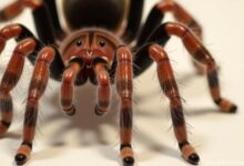 From Fear to Fascination: My Journey with a Rose Hair Tarantula
