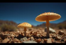 Discover the Magical World of Desert Stardust Mushrooms: Nature’s Glittering Wonder